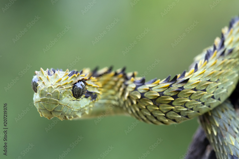 Hairy Bush Viper (Atheris hispida) - Venomous Snake Stock Photo