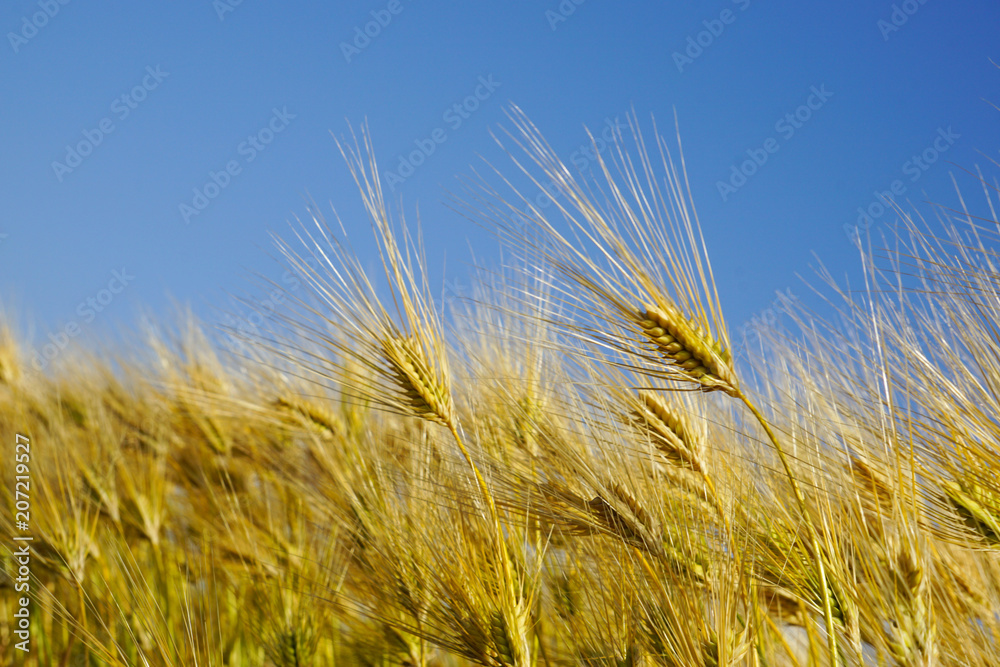 Six-rowed barley field where the wind blows. 風になびく六条大麦畑 麦茶イメージ Six-rowed barley field where the wind blows. 風になびく六条大麦畑 麦茶イメージ