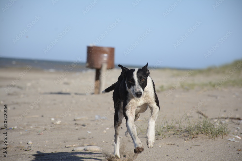 Dog running on the beach. Dog running on the beach.
