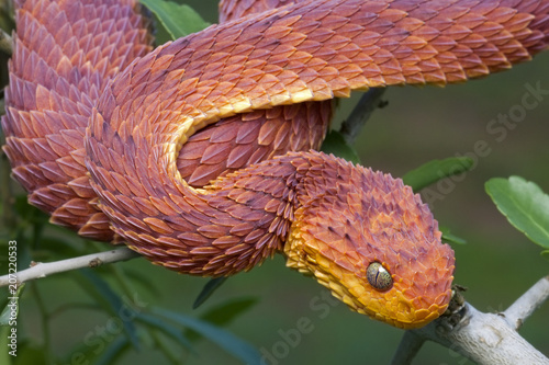 Venomous Male Bush Viper (Atheris squamigera) Snake - red photo