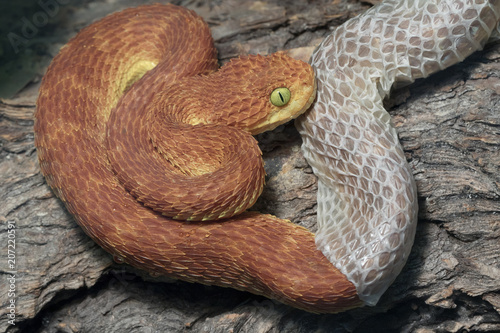 Venomous Male Bush Viper (Atheris squamigera) Snake shedding his skin photo