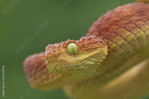 Venomous Male Bush Viper (Atheris squamigera) Snake - red photo