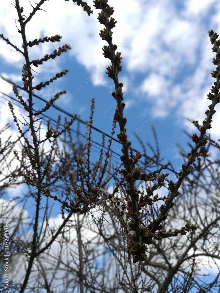 bare tree, beauty in Nature, branch, cloud-sky, cold temperature, coniferous tree, day, focus on foreground, Growth, Low angle view, Nature, no people, outdoors, Plant, selective focus, sky, snow, Tra bare tree, beauty in Nature, branch, cloud-sky, cold temperature, coniferous tree, day, focus on foreground, Growth, Low angle view, Nature, no people, outdoors, Plant, selective focus, sky, snow, Tra