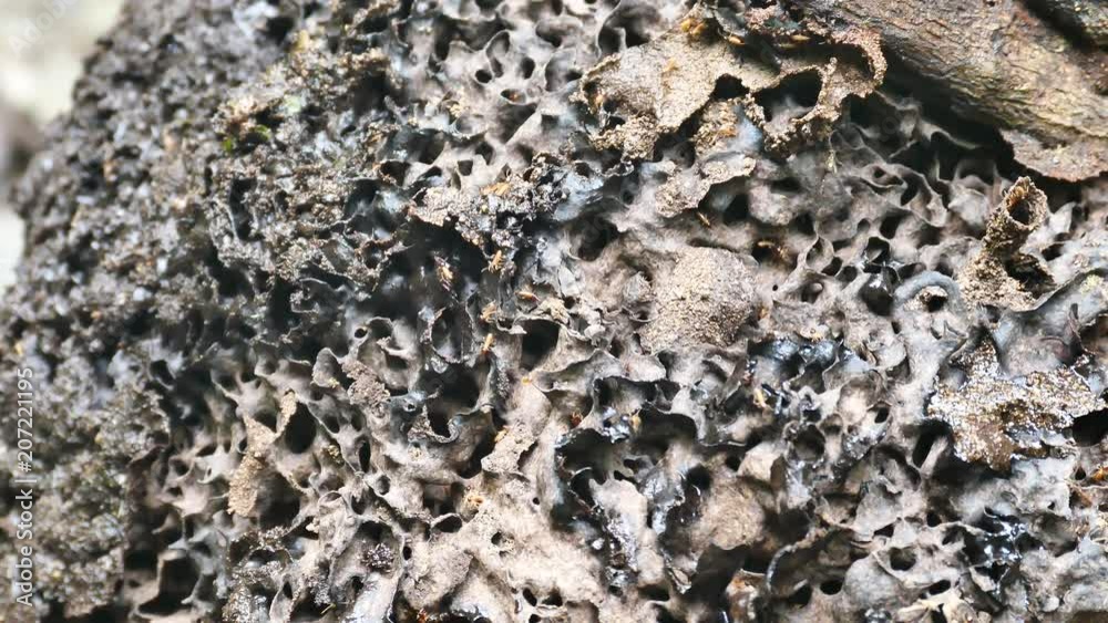 Hundreds of small bugs walking around nest Hundreds of small bugs walking around nest