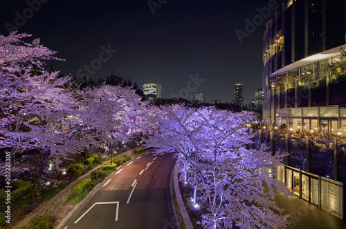 Cherry blossoms in full bloom with night illuminations in Roppongi, Tokyo, Japan