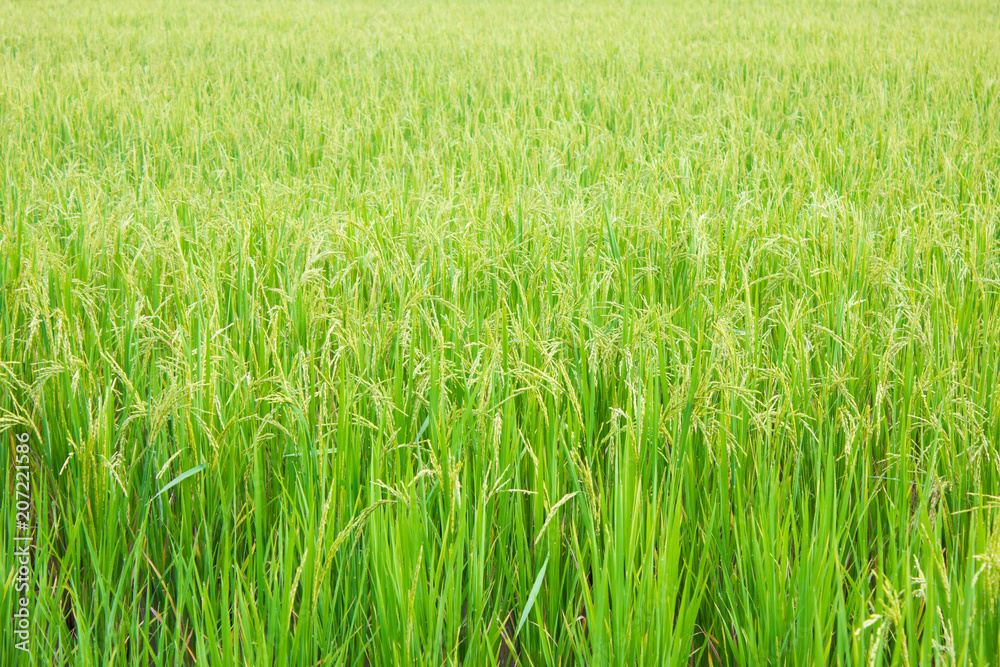 rice field in north Thailand, nature food landscape background. rice field in north Thailand, nature food landscape background.