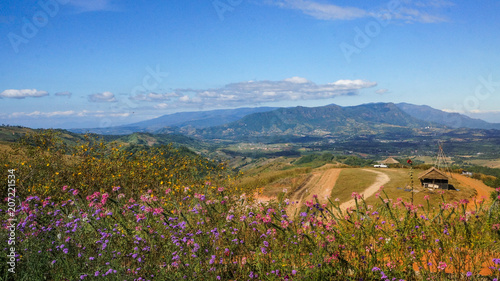field of flowers