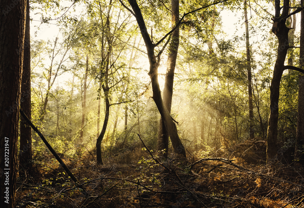 Wald im Gegenlicht