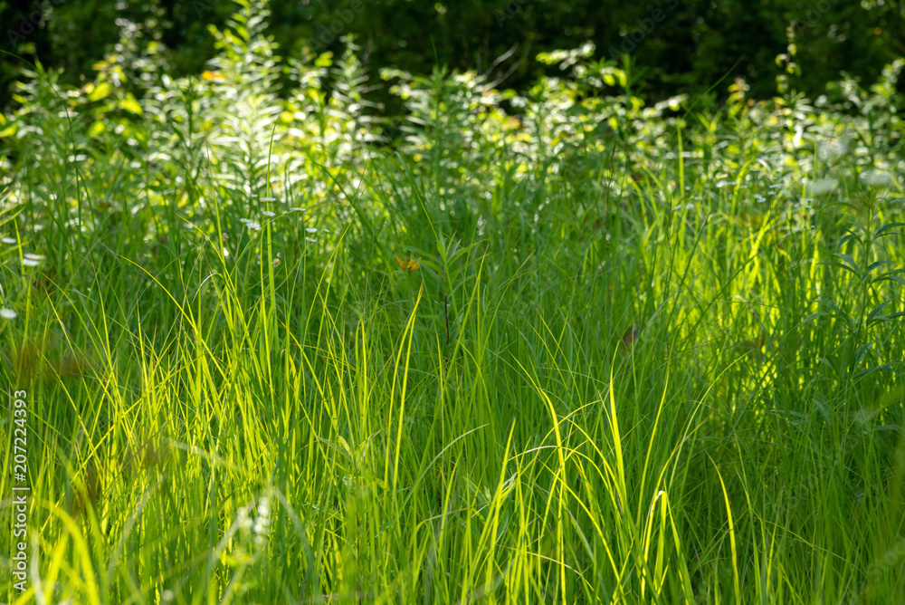 grassy field in bright sunlight
