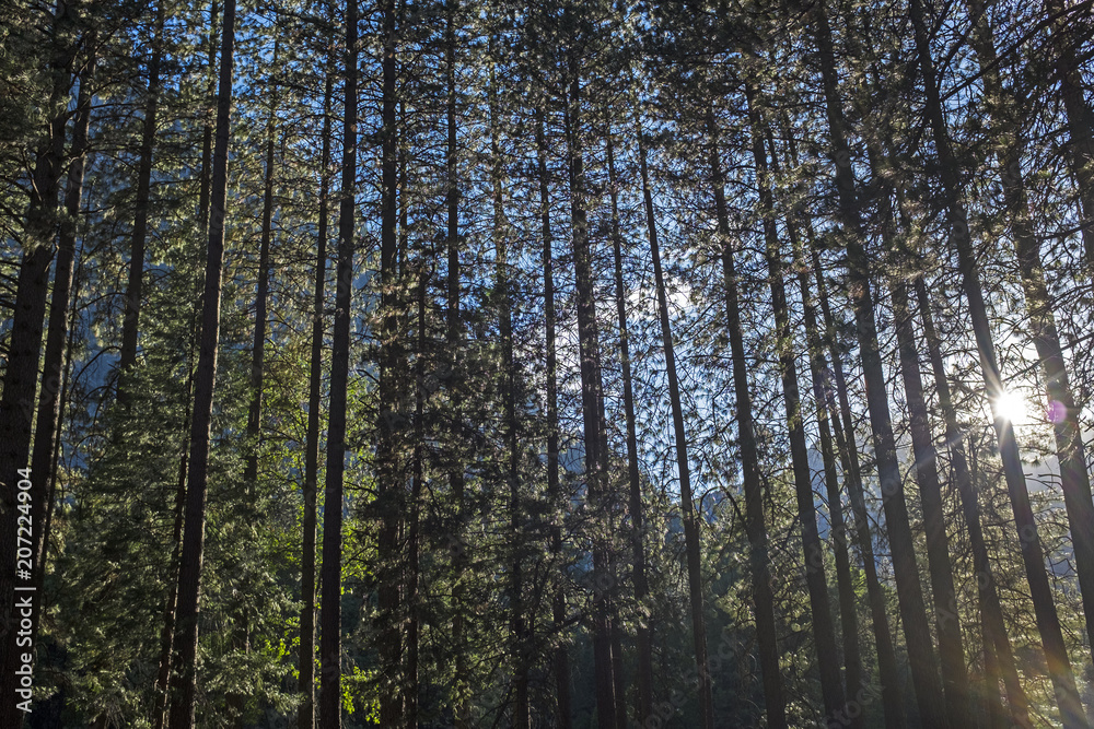 Fototapeta premium Trees