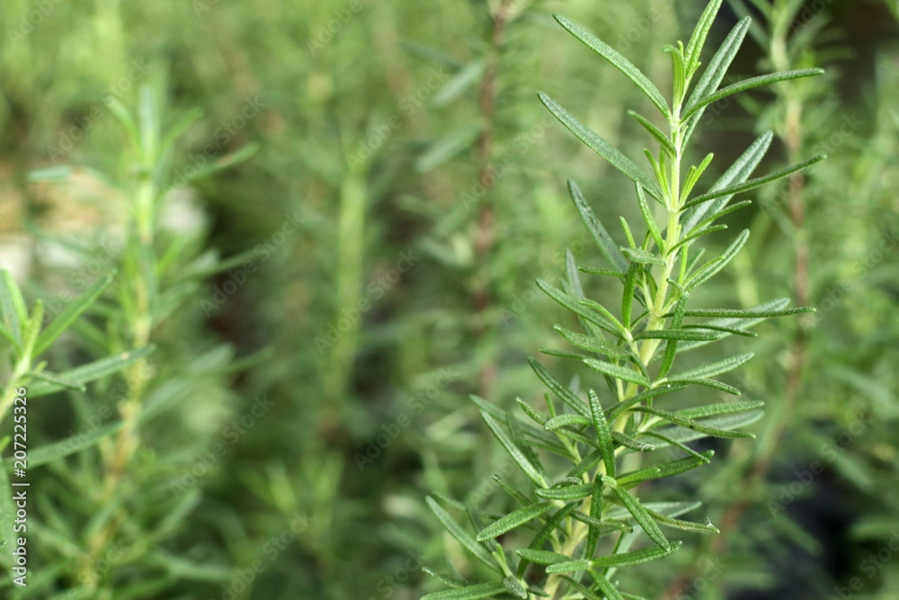 Rosemary plant in garden