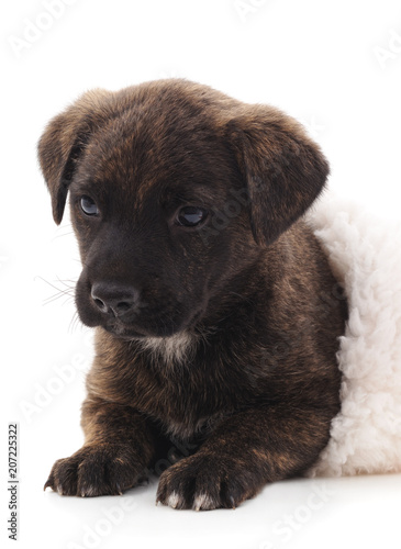 Fototapeta Naklejka Na Ścianę i Meble -  One black dog in blanket.
