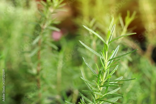 Rosemary plant in garden