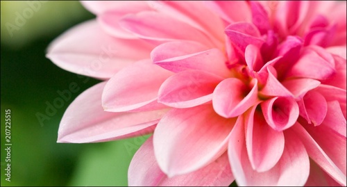 Fototapeta Naklejka Na Ścianę i Meble -  macro closeup of a pink Dhalia.