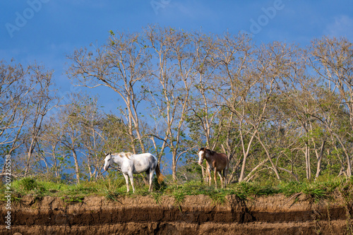 Fototapeta Naklejka Na Ścianę i Meble -  Two horses standing on the bank of the Tarcoles River watching the water, Costa Rica, with bushes and trees in the background and a dark sky

