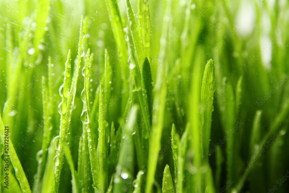 grass background / Wheatgrass is a food prepared from the freshly sprouted first leaves of the common wheat plant grass background / Wheatgrass is a food prepared from the freshly sprouted first leaves of the common wheat plant