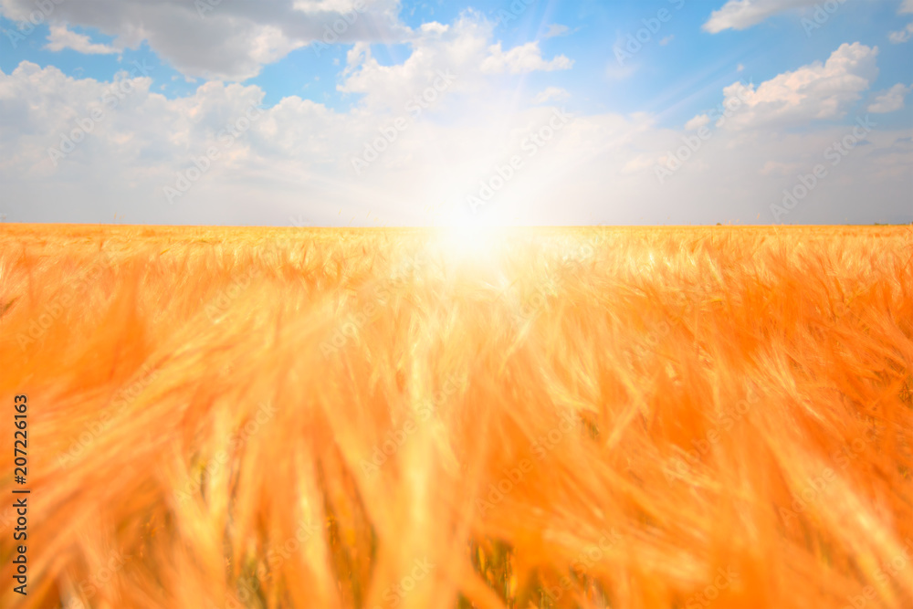 Beautiful landscape of golden dry wheat field ready for harvest growing in a farm field - obrazy, fototapety, plakaty 