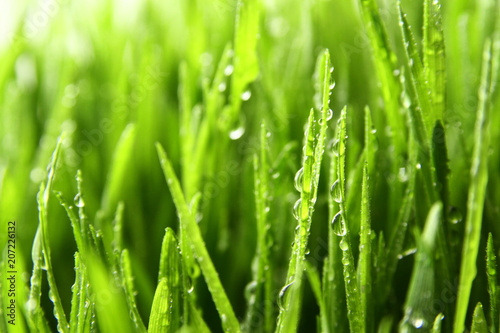 grass background / Wheatgrass is a food prepared from the freshly sprouted first leaves of the common wheat plant