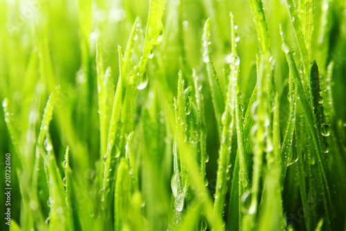 grass background / Wheatgrass is a food prepared from the freshly sprouted first leaves of the common wheat plant