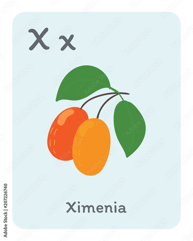 Vegetable and fruit english alphabet. X letter. Ximenia vector