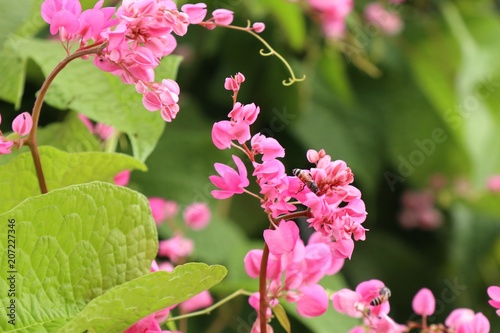 Cuadro en lienzo Pink vine flowers in tropical