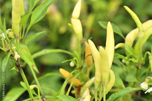 Chili peppers in garden