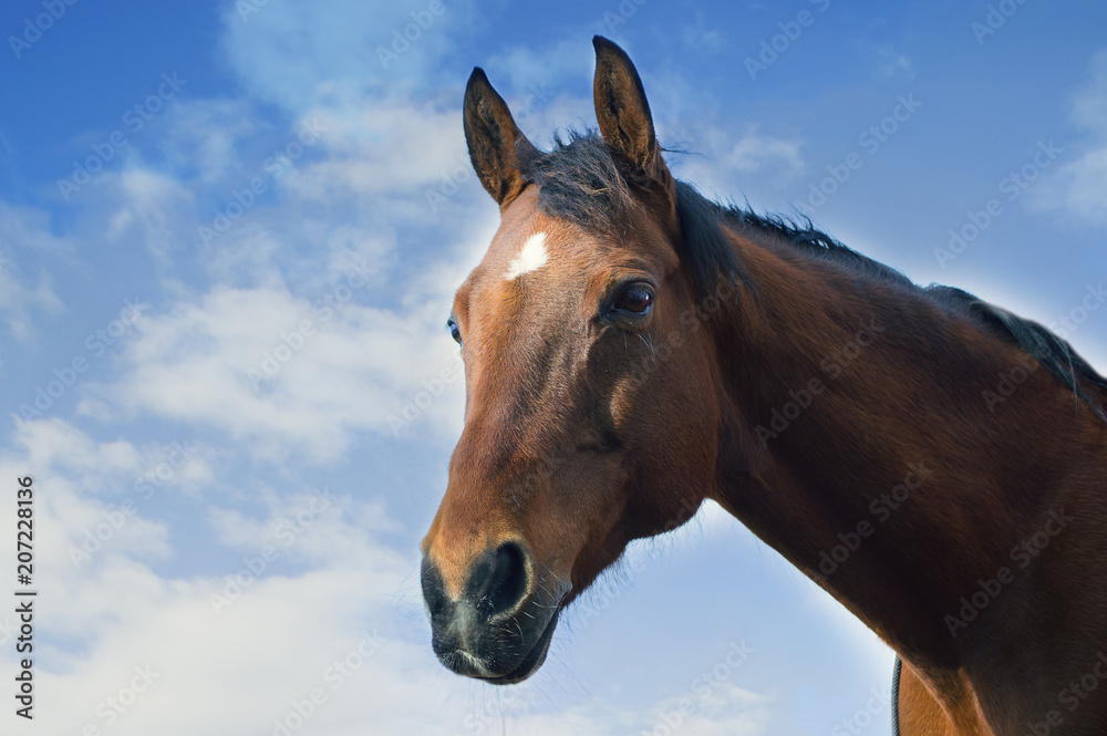 Naklejka premium Head of a bay horse