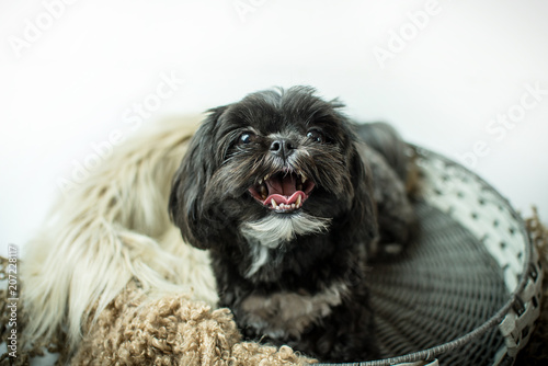 Fotografija Adorable miniature shih tzu puppy dog, white and black with short fur
