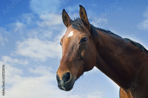 Head of a bay horse © Dana