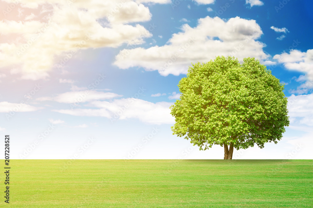 landscape of grass and big trees landscape of grass and big trees