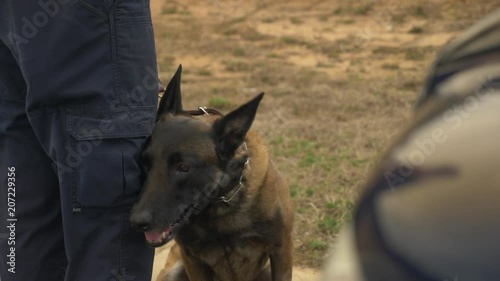 A K9 police dog sits ready for action to sniff out drugs, bombs, or criminals.