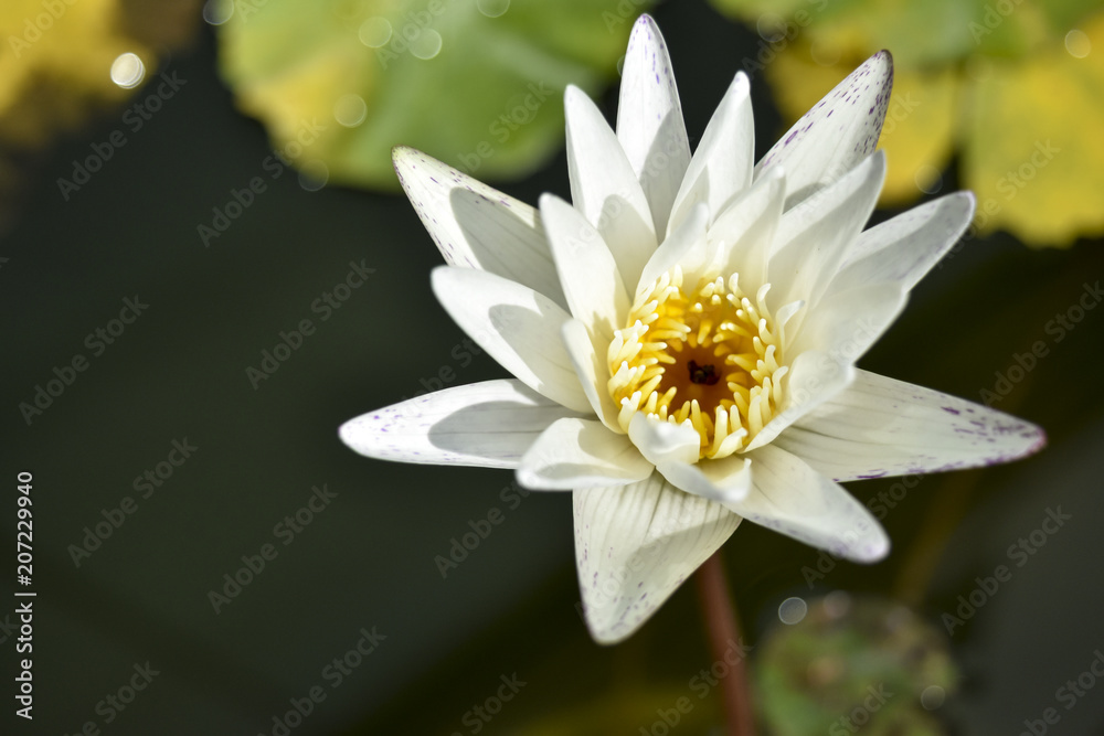 White lotus in the public park White lotus in the public park