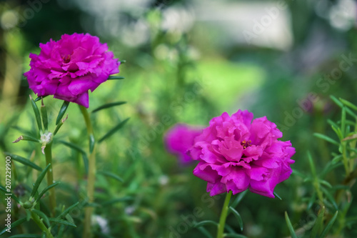 Beautiful red flower 