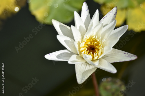 White lotus in the public park