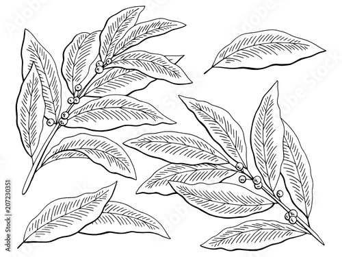Bay leaf graphic black white isolated sketch set illustration vector