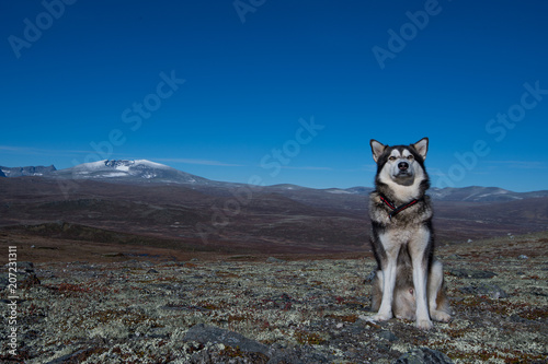 Schlittenhund in Norwegen