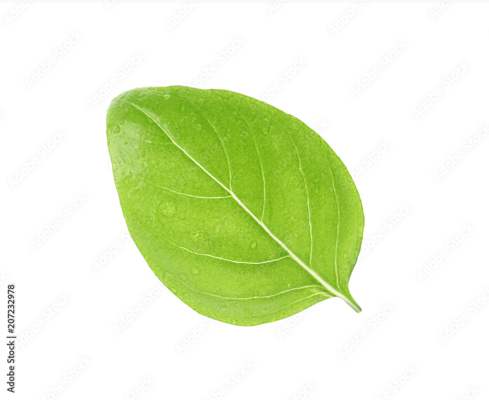Obraz premium Fresh green basil leaf on white background