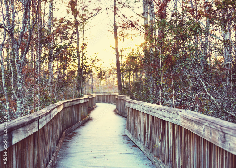 Fototapeta premium Boardwalk in Everglades
