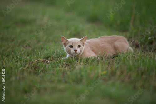 Φωτογραφία Orange cat playfully pouncing in green grass