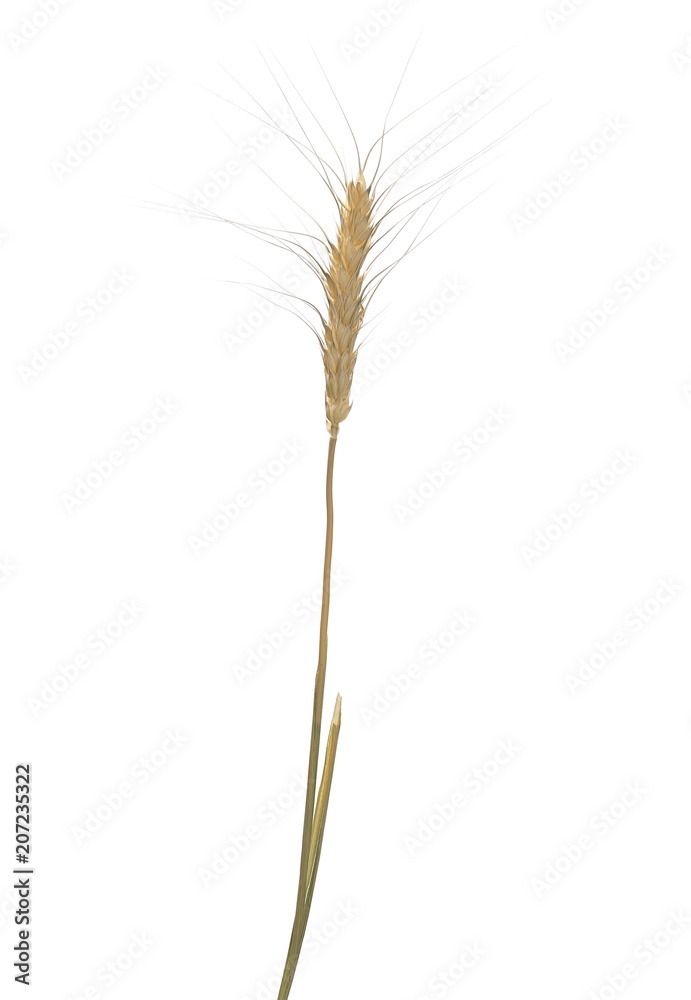 Dry wheat ears, grain isolated on white, with clipping path Dry wheat ears, grain isolated on white, with clipping path
