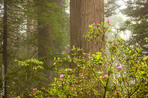 Fototapeta Naklejka Na Ścianę i Meble -  Springtiime iin Redwood National Park