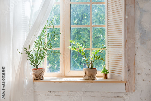 Canvas Print Green cactus, succulents on the windowsill with light soft background