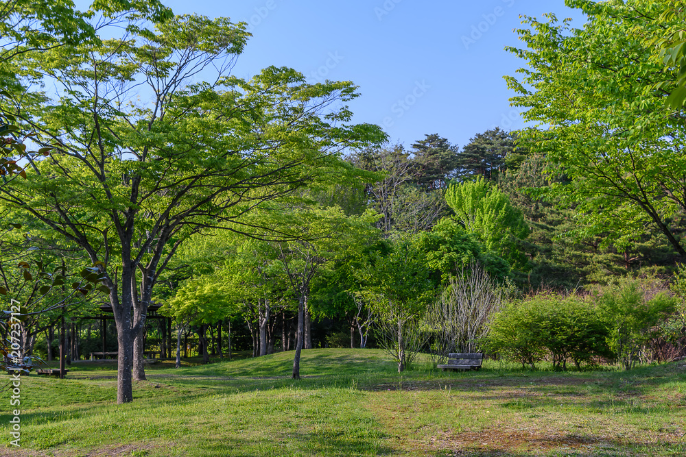 宮城県富谷市 公園の風景 