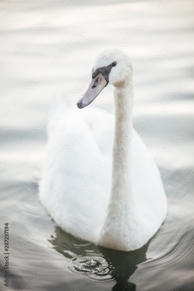 Fototapeta premium Swan in the Seine, France