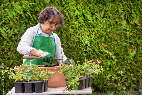 woman with a green apron potting geranium flowers