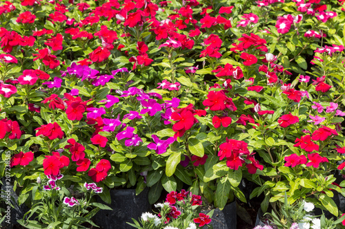 Close up beautiful and colorful Madagascar periwinkle flower in garden