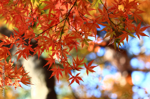 View of autumn leaves