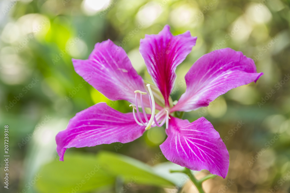 Bauhinia blakeana or Hong Kong orchid flower with a green leave Bauhinia blakeana or Hong Kong orchid flower with a green leave