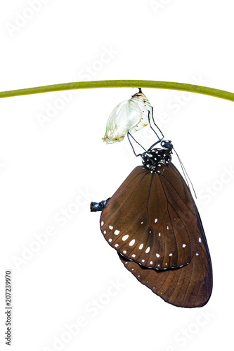 Isolated Common Crow butterfly ( Euploea core ) emerged from pupa on white background photo