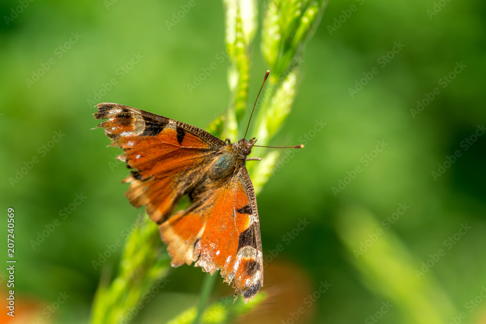 Painted lady butterfly sitting on grain Painted lady butterfly sitting on grain